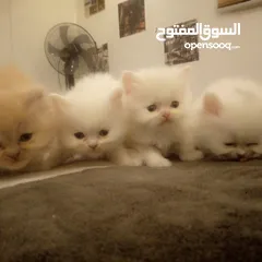  6 قطط شيرازي للبيع Persian cats for sale