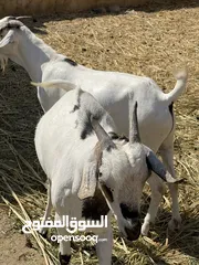  3 جدايا صوماليات مطعومات 6اشهر