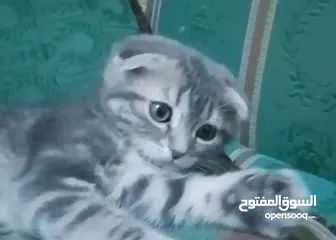  4 سكوتش فولد