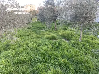  4 ‏أرض للبيع في أبو نجيم حلوة الأرض يطرح البركة لصاحب النصيب