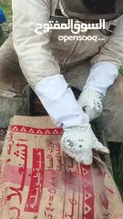  10 نحل للبيع خلايا نحل للبيع