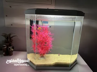  2 Aquarium, with filter, light, decoration & fish