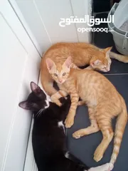  2 3 cute kitten  for free adoption