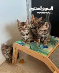  1 قطط البنغال