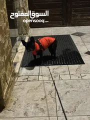  6 French Bulldog