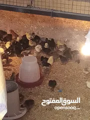  3 صوص بلدي نفي بي ايدك