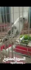  2 عصفور كوكتيل نوع فيس ذكر اليف