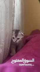  9 Golden and blue folded Scottish cat  جولدين سكوتش فولد عمر ثلاث شهور مستوى خارق