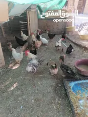  5 دجااج وبط ووز للبيع