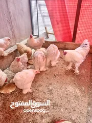  2 حاجه براهمي محصن بياض ديوك وجاج كل الاعمار موجود واي كميا متوفره ان شاء الله