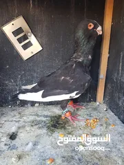  1 جوز مساويد شغالات ومطاردات عبيض