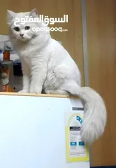  4 قط شيرازي سلفر للبيع