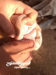  10 بلدي نفس الصور بالضبط عقائق ومناسبات ونذر اوزان 20 ل30 لحم صافي