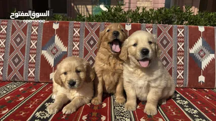  14 للبيع جولدن ريتريڤر for Sale Golden Retriever