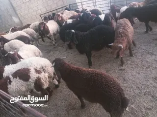  1 حراق اسعار روماني ذبح بيدك 4.99 و بلدي جميع  وزان حراق اسعار  مزرعه الحوري بدارت.    ابو جواد