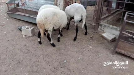  8 خرفان أضاحي قبرصي للبيع