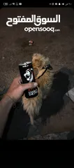  1 كلب زينه ذكر