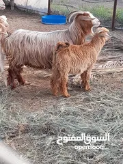  1 شاه من حلال الرحوب مع ولدها تااااابع الوصفففففف