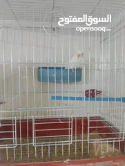  5 جوز حب ابيض البينو