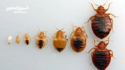  12 رش حشرات للمنازل والمحلات مع ضمان النتيجة وسرعة الاستجابة وكفالة