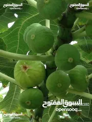  17 مزرعه مع بيت ريفي جاهز حديث مفروش جاهز يصلح مزرعه او سكن ريفي