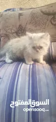  2 قط هملايا للبيع