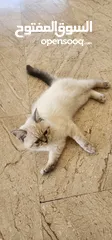  2 قط همالاين مميز للبيع