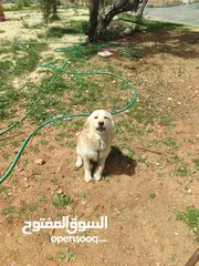  1 كبل كوكر اسباني مبندق على جولدين للتبديل مع بيتبول