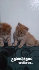 4 قطط فارسي للبيع
