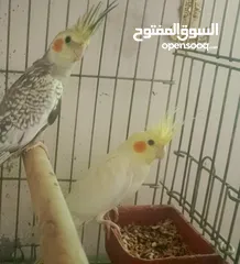  2 مطلوب جهاز للبدل على طيور. وددفع الفرق او للبدل للتواصل الرقم داخل التفاصيل واتساب