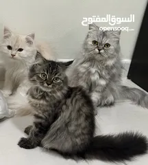  1 Persian Cats and kittens