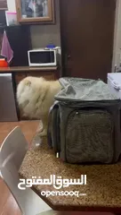  3 شنت أمريكيه الكلاب