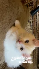  3 قطط عمر شهرين للبيع شيرازي