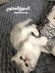  9 Cute small kitten from British Scottish mother and Persian father  قطط صغيرة جدا كبوت للعيد