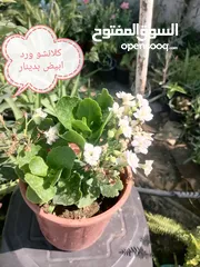  7 اشتال للبيع يتوفر اشتال منوعه وجميله