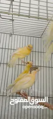  2 مخاليف كناري 5حبات