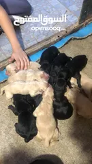  2 Puppy golden retriever & black retriever
