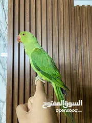  2 ببغاء الدره