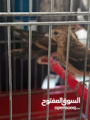 4 فراخ بندوق حسون عدد 3 فحول باذن الله صحه