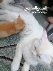  3 قطه شيرا زي