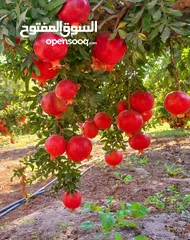  3 بيت مستقل للايجار في بشرى