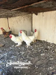  3 دجاج كوشن العملاق