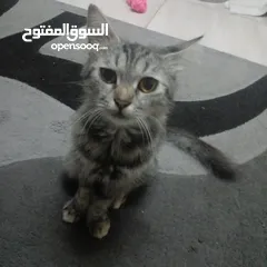  3 قطه للتبني