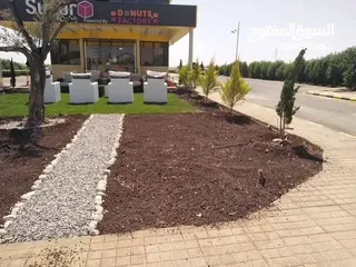  10 نجيل طبيعي نجيل ديكوندرا