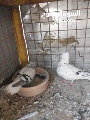  5 حمام نخب صحه ونضافه للبيع