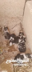  1 أرانب للبيع