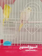  6 عصافير للبيع ما شاء الله الله يبارك لصاحب النصيب ويطرحله البركه يارب فيهم يارب
