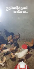  11 دجاج متنوع للبيع سعر مغري