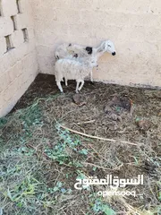  4 جيعده عشار مع حمله