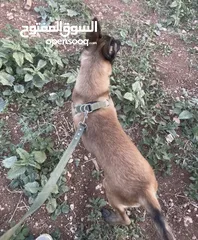  3 كلب بيلجم ذكر العمر 5 شهور